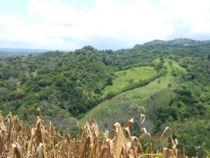 Typický pohled na tamnější krajinu. Hory, Kukuřičná pole, lesy i mítiny, na kterých se pase dobytek.