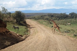 safari - Mladiinfo ČR